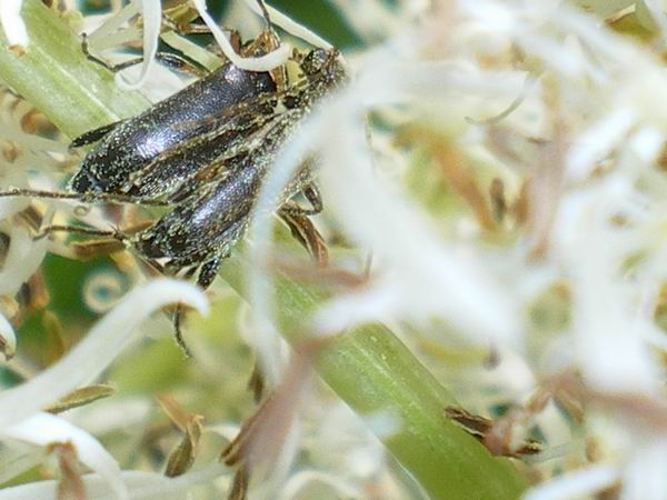 Grammoptera ruficornis